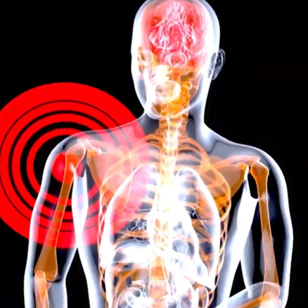 Shoulder anatomy illustration